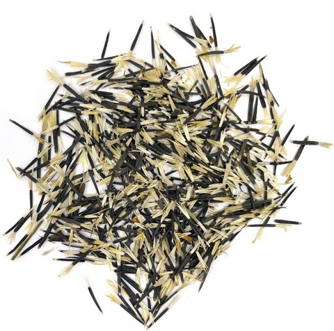 500 xxl 553 giant orange marigol.jpg