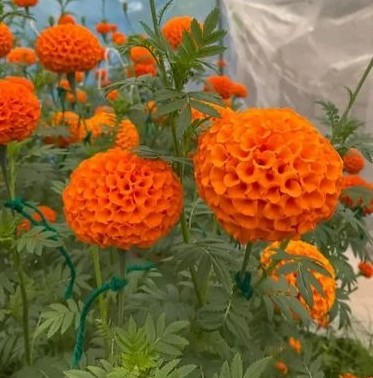 product jpeg 500x500.jpg