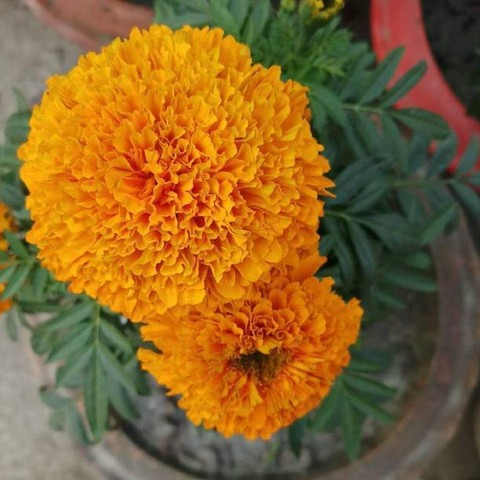 75 marigold yellow orange mixed.jpg