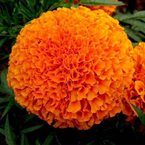 50 marigold orange iris hybrid o.jpg