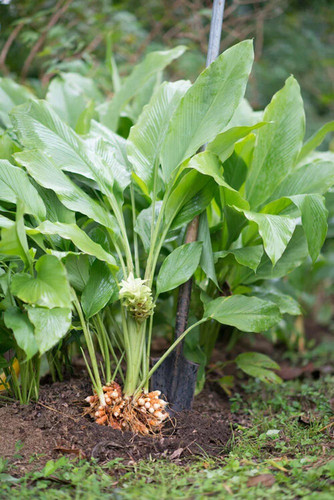 oxygreenplant haldi turmeric hal.jpg