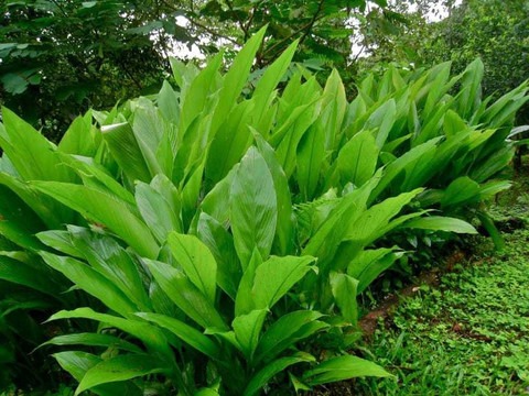 perennial no no turmeric plant h (1).jpg