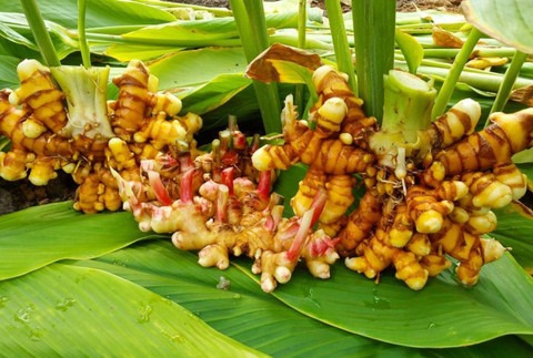 perennial no no turmeric plant h.jpg