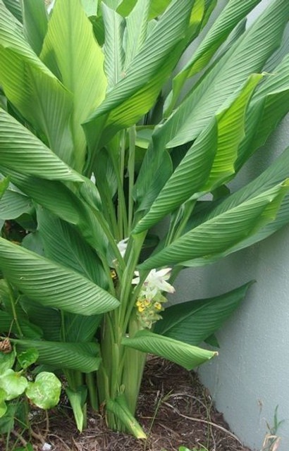 yes perennial yes turmeric model.jpg