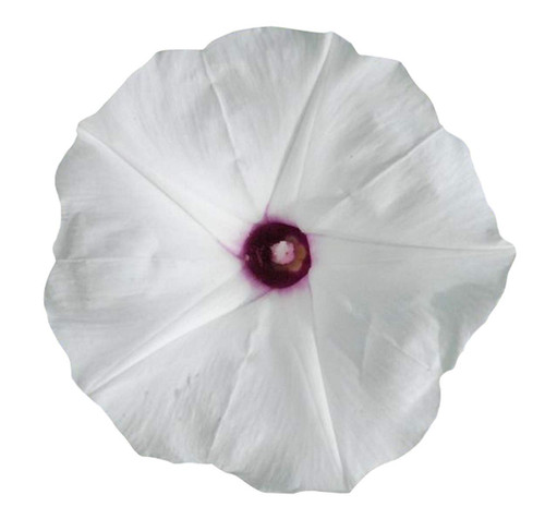 51wPyYMocUL. SL1250 .jpg