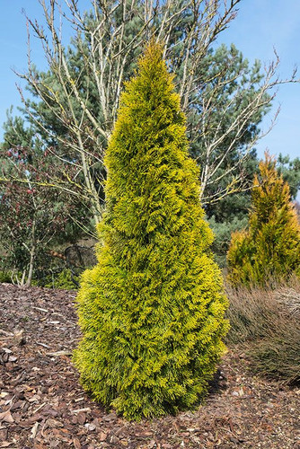 Thuja occidentalis ’Golden Smaragd’.jpg