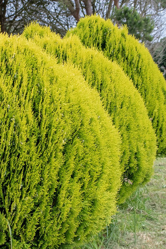 Thuja orientalis aurea nana. Platycladus orientalis. Dwarf golden oriental thuja plants in a row..jpg