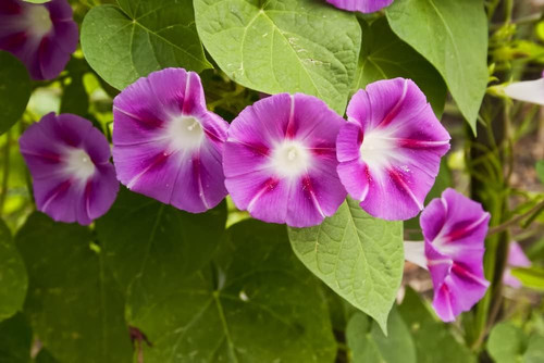 51eoEhRbJBL. AC SL1000 .jpg