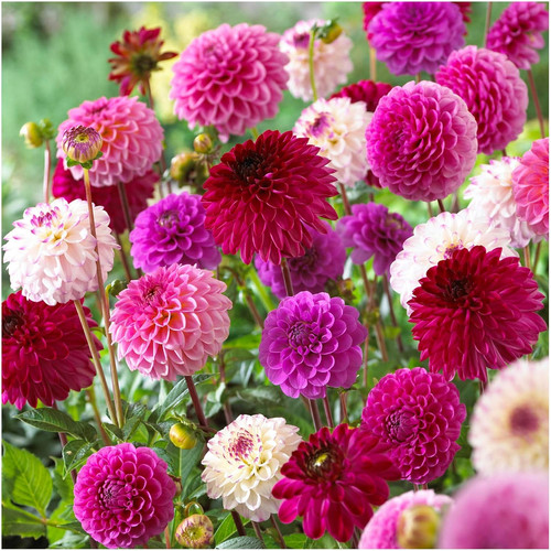 81EZ7bm+dlL. AC SL1500 .jpg