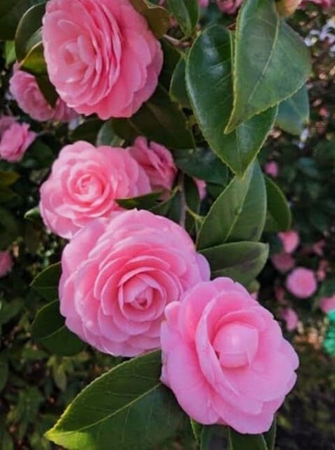 1 most wonderful botanical 1heal.jpg