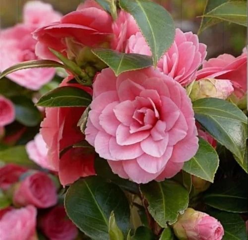 camellia flower plant set of 10.jpg