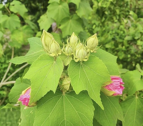 71YLG0dfVvL. SX679 .jpg