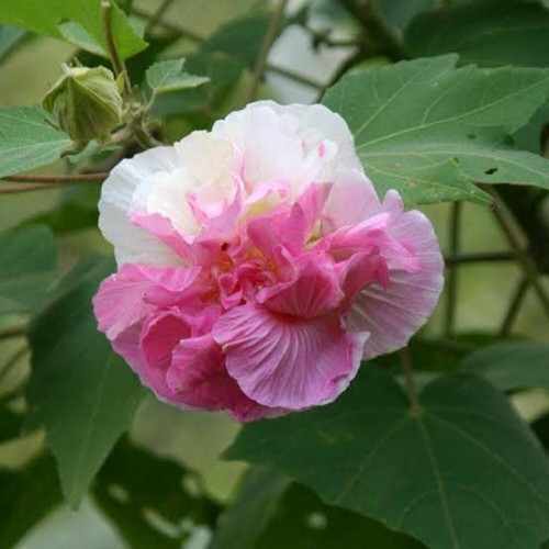 online plant bazar multicolor la.jpg
