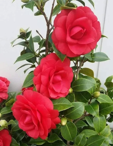 cameliared 1694783948976 0wmtprv.jpg