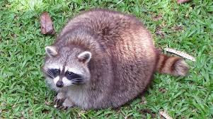 fatracoon.jpg