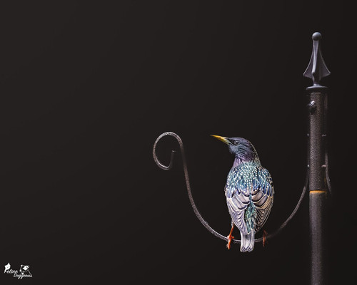 G7ZZ 4SWwAAcERA?format=jpg.jpg