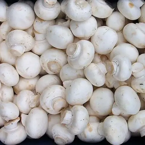 no brand sayurhd jamur champignon jamur kancing 100gr full01.4
