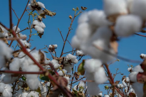 597422061 1265012385659610 3811016179329102702 n.jpg?stp=dst jpg s590x590 tt6& nc cat=101&ccb=1 7& n.1