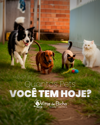 QUANTOS PETS VOCÊ TEM HOJE .png