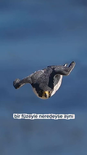 9ld8sOwW0u08ryYa.jpg