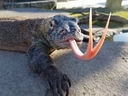 forked tongue KOMODO.jpg