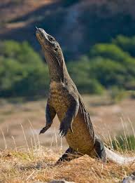 legs komodo.jpg