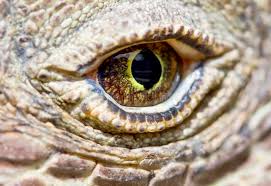 alert eye komodo.jpg
