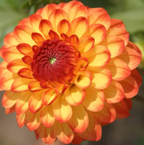 61np7iug01L. AC SL1024 .jpg