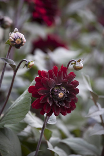 71+E4TioX L. AC SL1500 .jpg