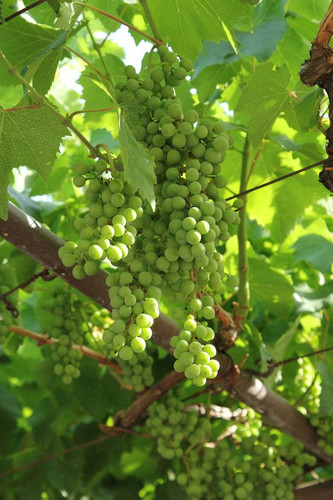 Croatia The Istria Peninsula — Flourishing Foodie.jpg