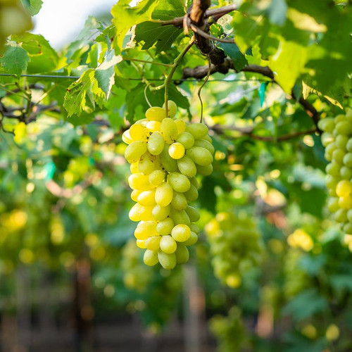 Niagara Grape Vine 2 Gallon.jpg