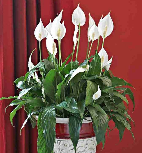no perennial yes peace lily flow.jpg