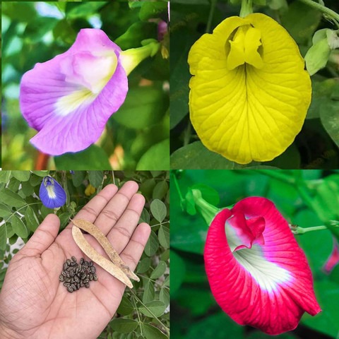 31 aparajita 248 arta original i.jpg
