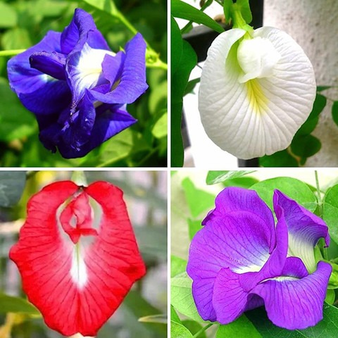 75 aparajita double mixed seeds.jpg