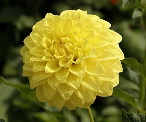 41UzGRDms0L. AC .jpg