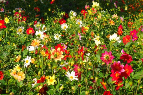 813hkOJZ+zL. AC SL1202 .jpg