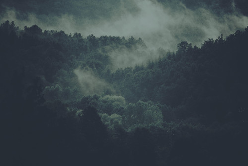 Foggy forest mountain.jpg
