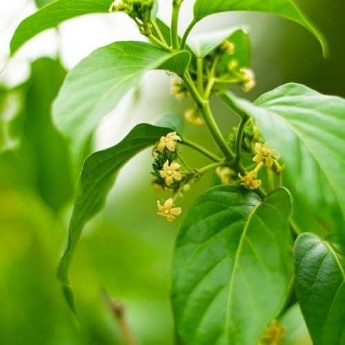$5 00 30 Seeds Gymnema Sylvestre Seeds.jpg