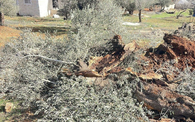 صورة| أكثر من ألف شجرة زيتون وشجرة حرجية اقتلعتها جرافات الاحتلال والمستوطنين في أراضي قرية قريوت جنوب نابلس....