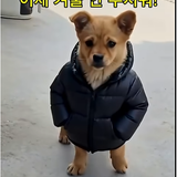 강아지 패딩입고.png