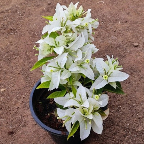 BougainvilleaPuneWhite PaperFlow.jpg