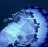 7CCC3EF9 FE27 4968 83CD BA218B14D7CB.gif