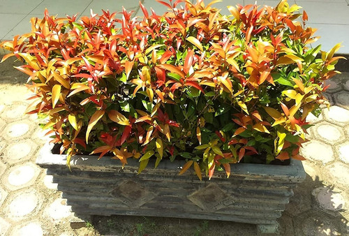 syzygium lilly pilly flower plan.jpg