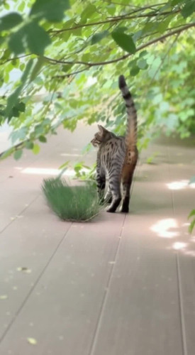 377e327d 1e29 b95c 64bd fb90e6ad9904 last frame.jpg