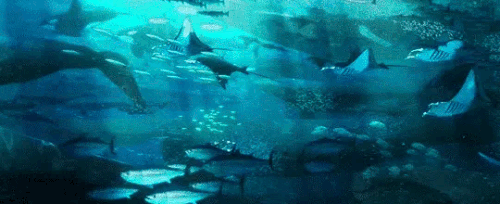 821F9F13 2634 4E5A A004 1A662BD4D599.gif