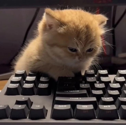 programmistkitty.jpg