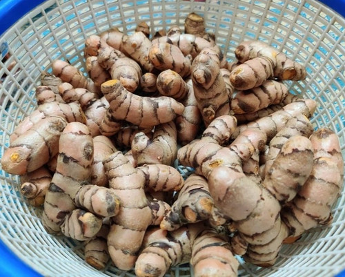 loose turmeric seeds.jpg