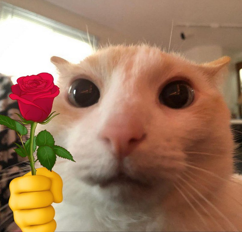 kittywithrose.png