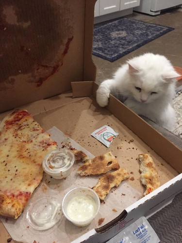 kittypizza.jpg