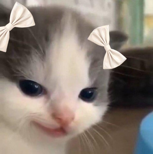 kittywithbow.jpg